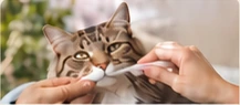 A cat receiving gentle oral care.