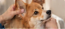 A corgi receiving gentle ear care.