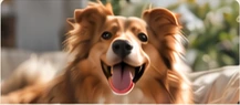 A happy collie in a bright home.